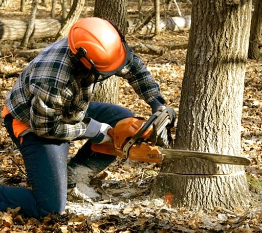 Tree Removal in West Suffield, CT